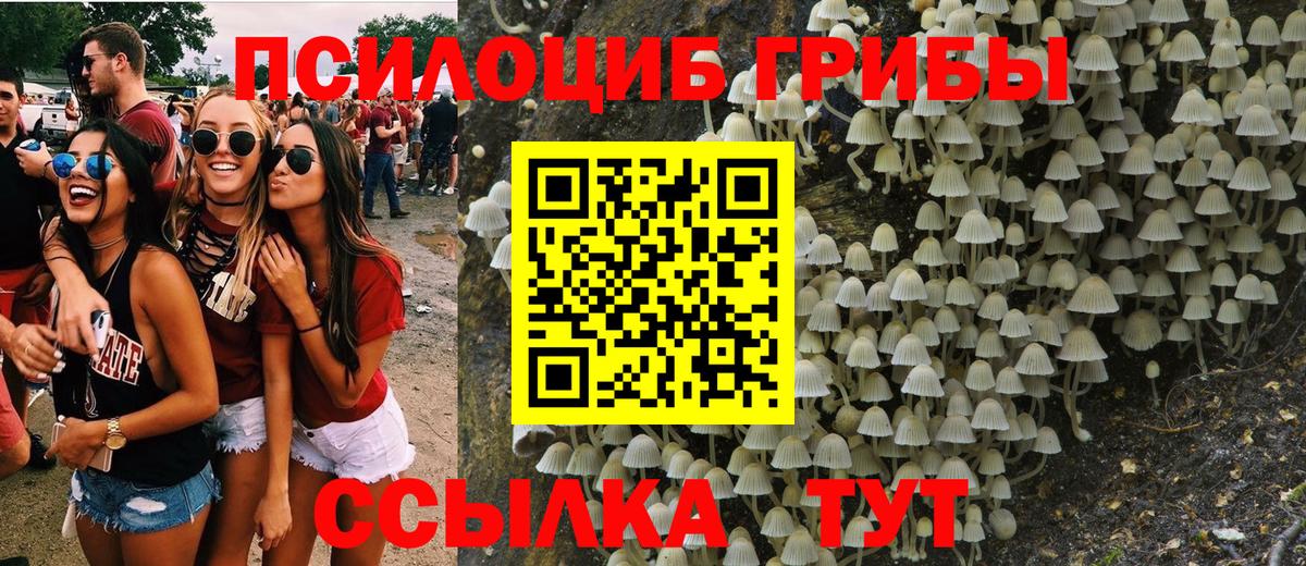 Псилоцибиновые грибы Psilocybe Лиски